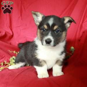 Cuddles, Pembroke Welsh Corgi Puppy