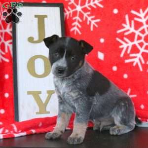 Cuddles, Blue Heeler – Australian Cattle Dog Puppy