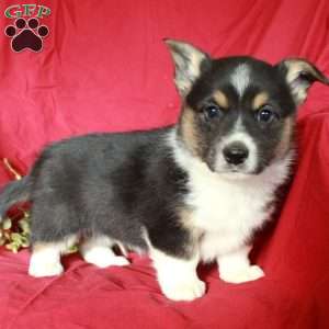 Cuddles, Pembroke Welsh Corgi Puppy