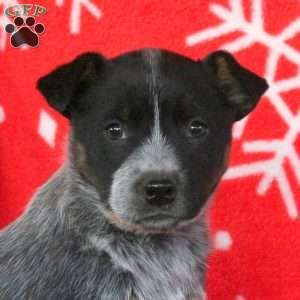 Cuddles, Blue Heeler – Australian Cattle Dog Puppy