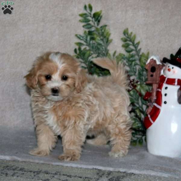 Cupcake, Maltipoo Puppy