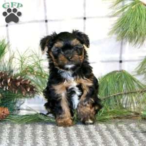 Cupcake, Shorkie Puppy