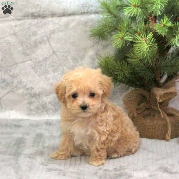 Custard, Maltipoo Puppy