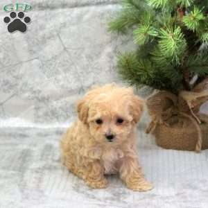 Custard, Maltipoo Puppy