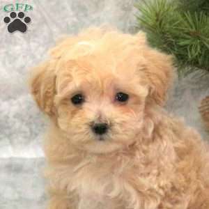 Custard, Maltipoo Puppy