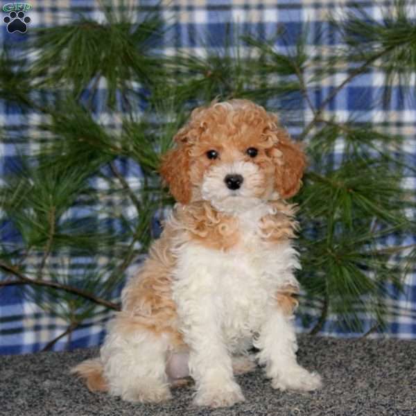 Cutie, Miniature Poodle Puppy
