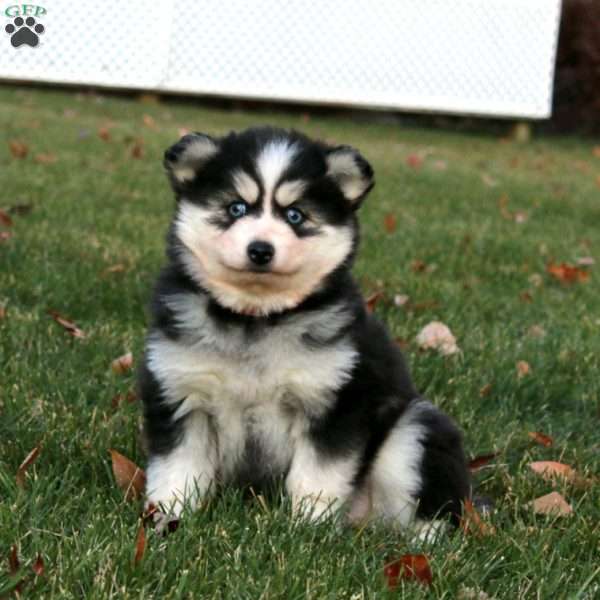 Cutie, Pomsky Puppy