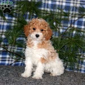 Cutie, Miniature Poodle Puppy