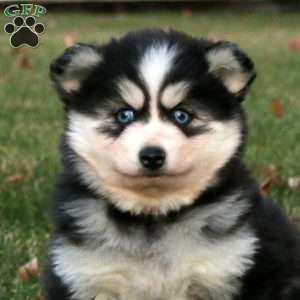 Cutie, Pomsky Puppy