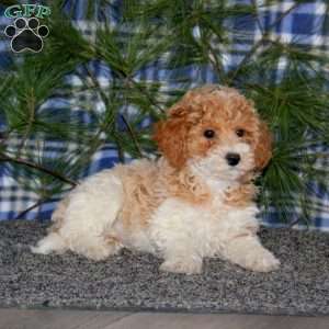Cutie, Miniature Poodle Puppy
