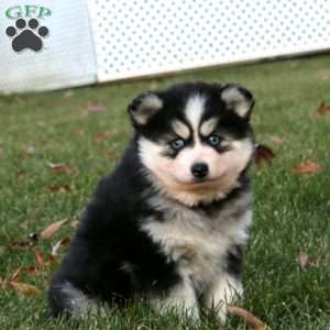 Cutie, Pomsky Puppy
