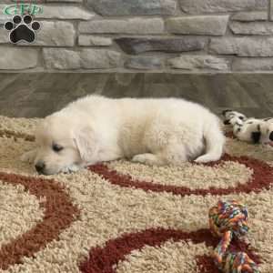 Tommy, English Cream Golden Retriever Puppy