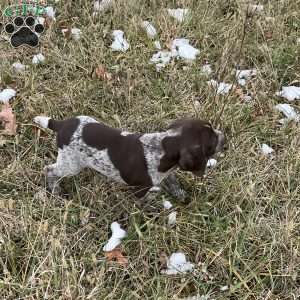 Rosco, German Shorthaired Pointer Puppy