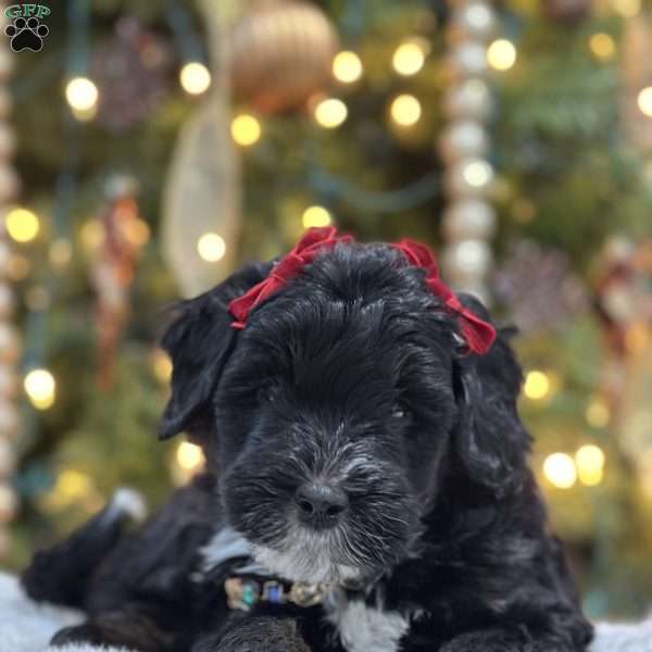 Dory, Mini Bernedoodle Puppy