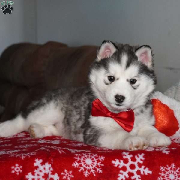 Aspen, Siberian Husky Puppy
