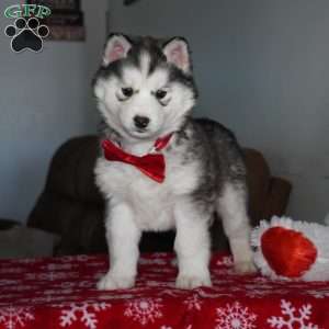 Aspen, Siberian Husky Puppy