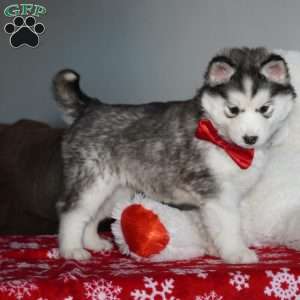 Aspen, Siberian Husky Puppy