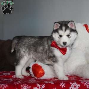 Aspen, Siberian Husky Puppy