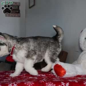 Aspen, Siberian Husky Puppy