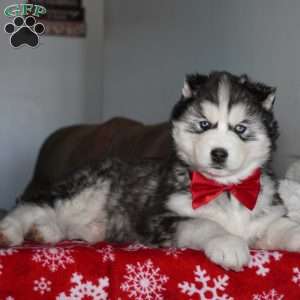 Cactus, Siberian Husky Puppy