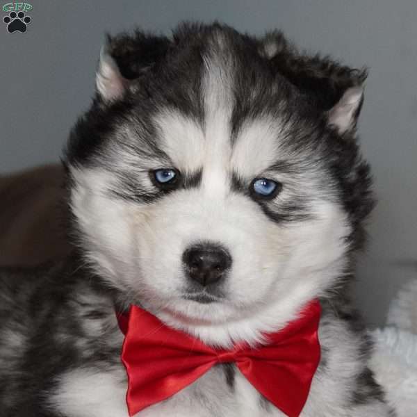 Cactus, Siberian Husky Puppy