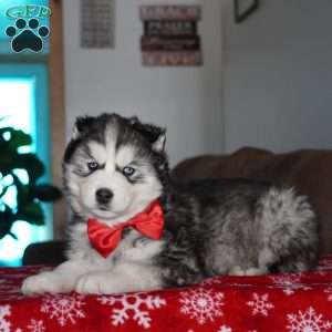 Cactus, Siberian Husky Puppy