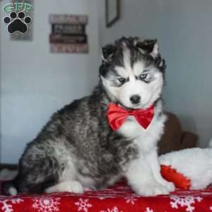 Cactus, Siberian Husky Puppy