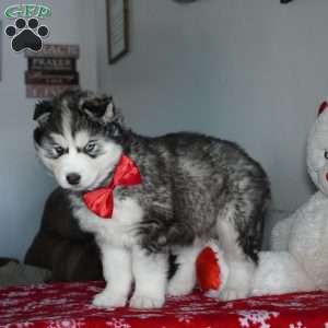 Cactus, Siberian Husky Puppy