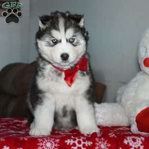 Cactus, Siberian Husky Puppy
