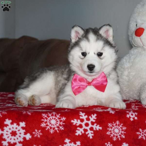 Lola, Siberian Husky Puppy