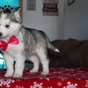Lola, Siberian Husky Puppy
