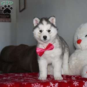Lola, Siberian Husky Puppy