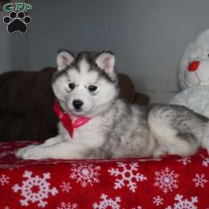 Lola, Siberian Husky Puppy