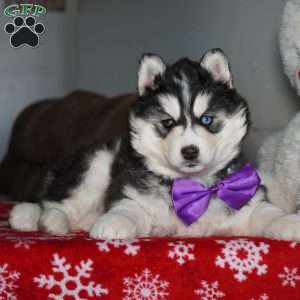 North, Siberian Husky Puppy