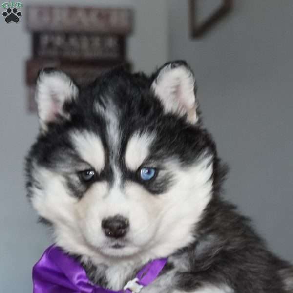 North, Siberian Husky Puppy