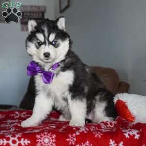 North, Siberian Husky Puppy