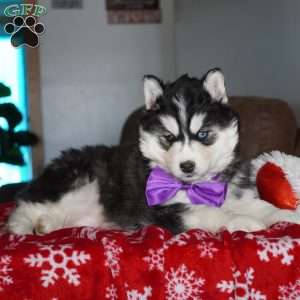 North, Siberian Husky Puppy