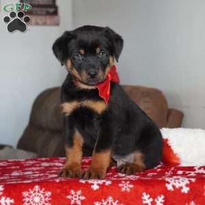 Ringo, Rottweiler Puppy