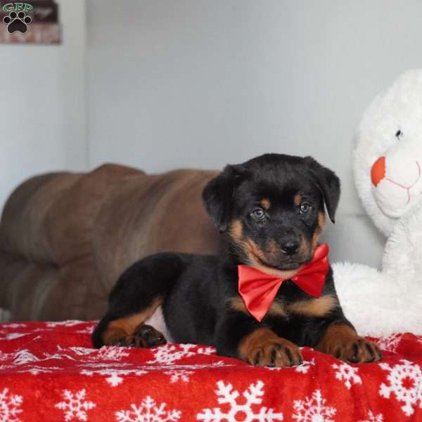 Ringo, Rottweiler Puppy