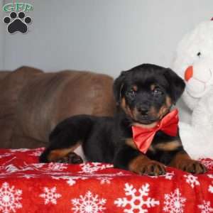 Ringo, Rottweiler Puppy