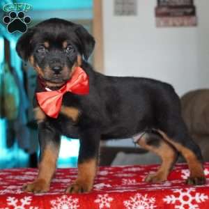 Ringo, Rottweiler Puppy