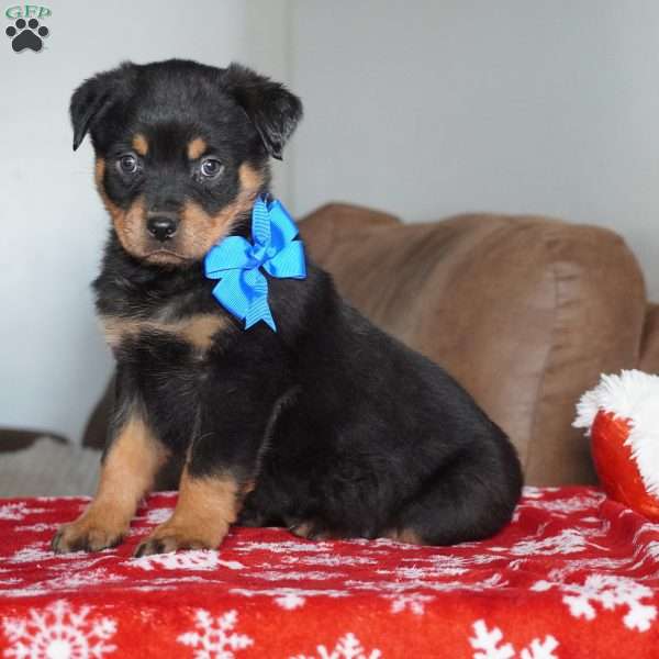Gunner, Rottweiler Puppy