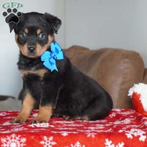 Gunner, Rottweiler Puppy