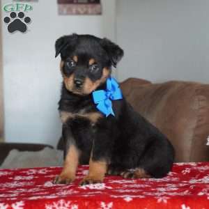Gunner, Rottweiler Puppy