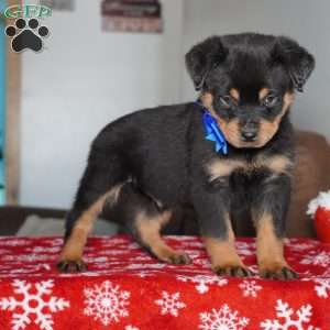 Gunner, Rottweiler Puppy
