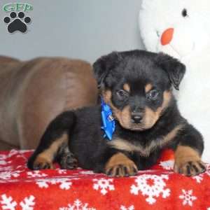 Gunner, Rottweiler Puppy
