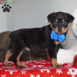 Gunner, Rottweiler Puppy
