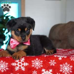 Noel, Rottweiler Puppy
