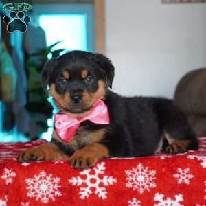 Noel, Rottweiler Puppy