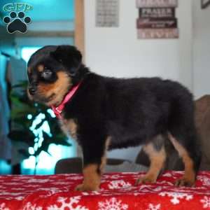 Noel, Rottweiler Puppy